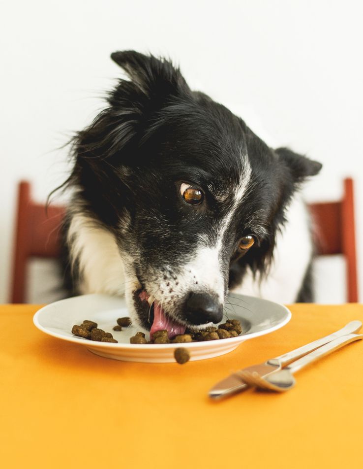 Croquetas y Alimentos para Mascotas