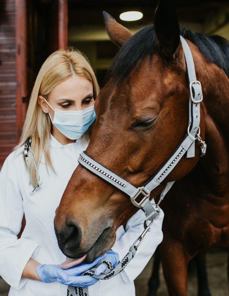 Medicamentos veterinarios