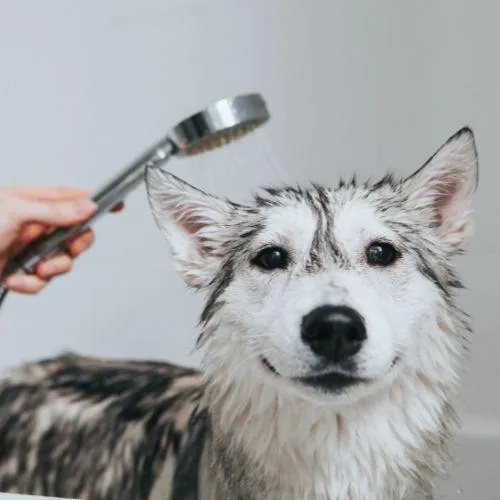 Estética canina
