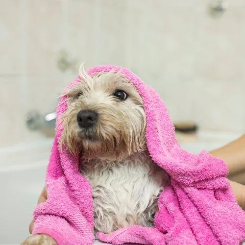 Estética canina