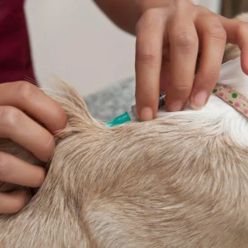 Estética canina