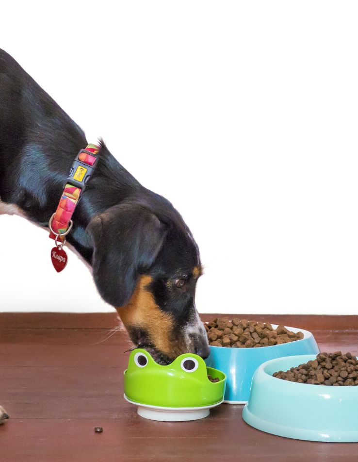 Alimento para Mascotas